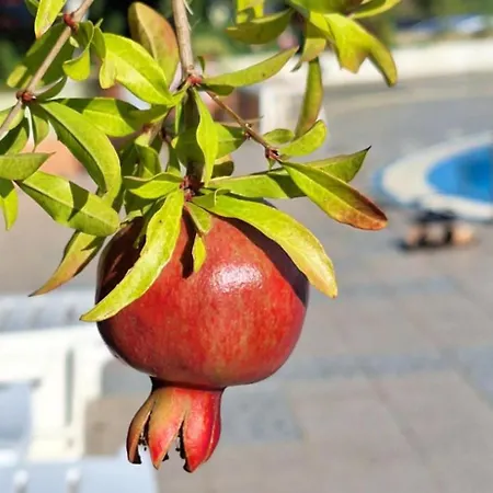 דירה M סבטי ולאס