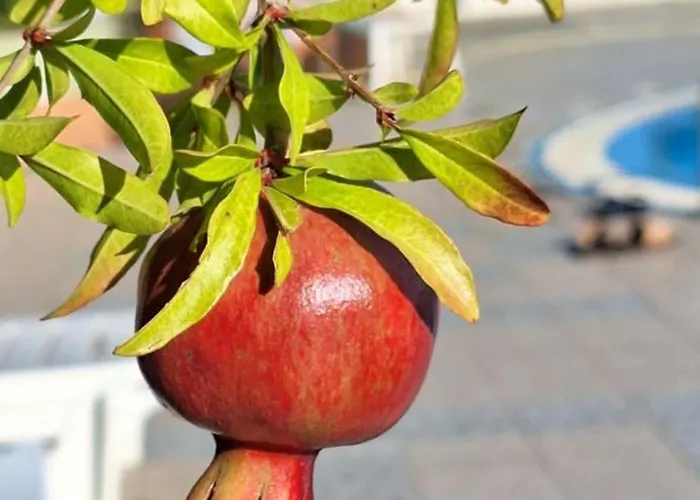 Apartament M Sveti Vlas